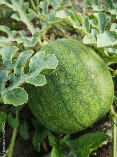 Green Watermelon on the Vine