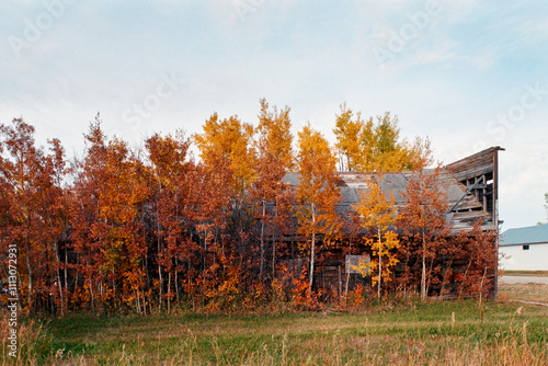 Red trees  photo