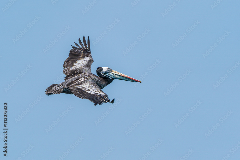 Obraz premium A Peruvian pelican in flight