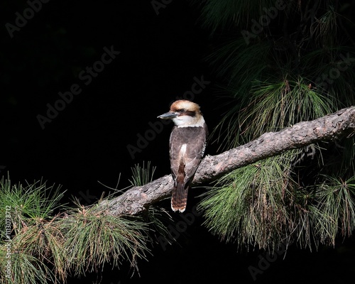 Kookaburra sitting in the sunlight