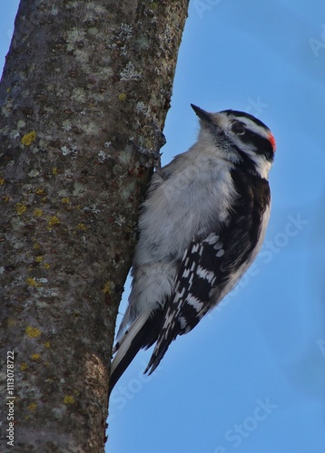 Woodpecker looking for food in trees