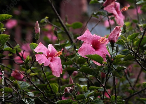 Dew drops on pink hibiscus