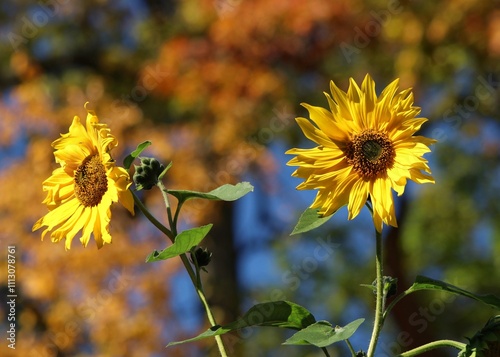 Sunflowers in the autumn sun