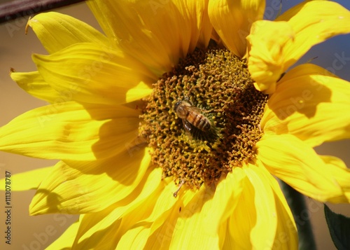 Bee sitting on a sunflower