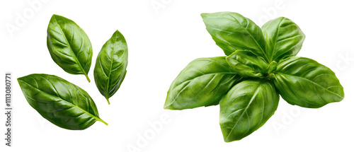 Dried basil leaves arranged in a small heap isolated on a white background, transparent background.