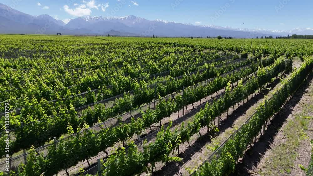 rows of vines in vineyard in mendoza argentina