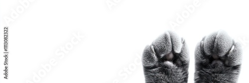 Close-up of two furry animal paws against a white background. photo