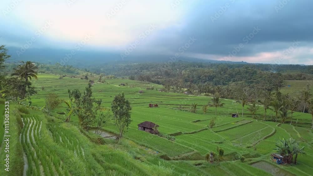 Aerial view of Jatiluwih Bali rice fields near Ubud. Rice paddy terraces in Indonesia, balinese rural scene. Drone Bali 4k. Indonesia tourism travel destination. Aerial view of Jatiluwih Bali rice fields near Ubud. Rice paddy terraces in Indonesia, balinese rural scene. Drone Bali 4k. Indonesia tourism travel destination.