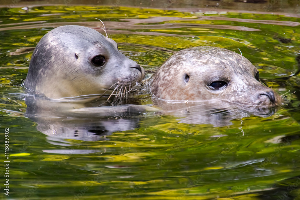 Fototapeta premium Common or harbor seal baby