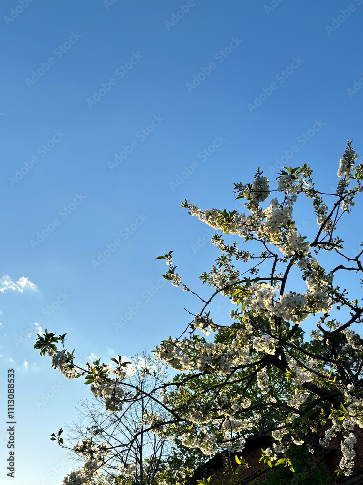 White blooming flowers on a branch White blooming flowers on a branch