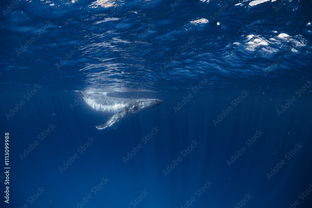 White Humpback Whale White Humpback Whale
