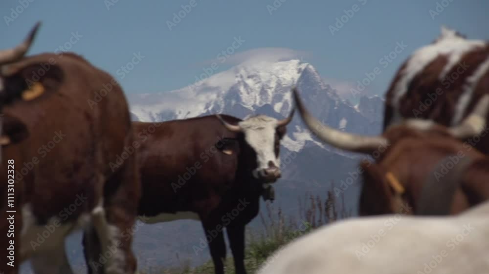 Vache et Mont Blanc