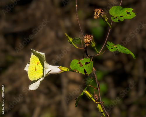 A bright yellow Cloudless Sulphur Butterfly, Phoebis sennae, immersed in a white morning glory. photo