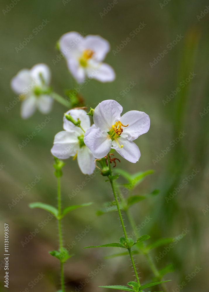 Obraz premium Pale Meadow Beauty, Rhexia mariana, with nearly white flowers, showy yellow stamens, and hairy stems on a blurred green background.