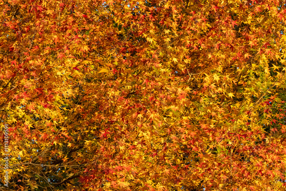 autumn leaves background