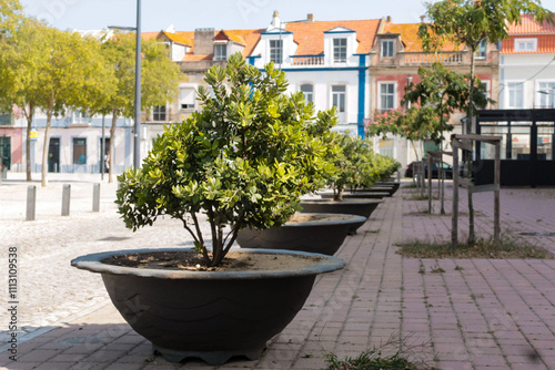 Pots with plants on the sidewalk in the street, historic center of setúbal, with old buildings in the background, urban gardening concept.