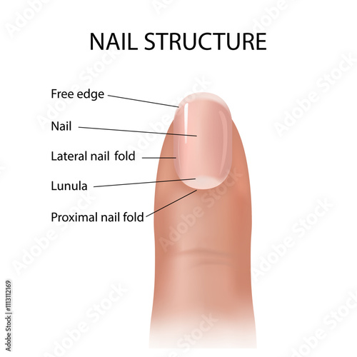 Structure and diagram of the nail. Cross-section and anatomy of nails