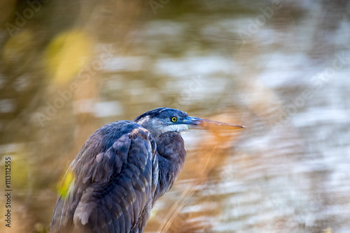 bird in the water