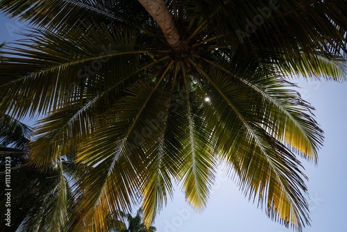 Palm tree canopy with sunlight filtering through
 photo