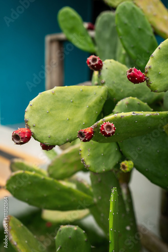 Prickly pear cactus with ripe red fruit
