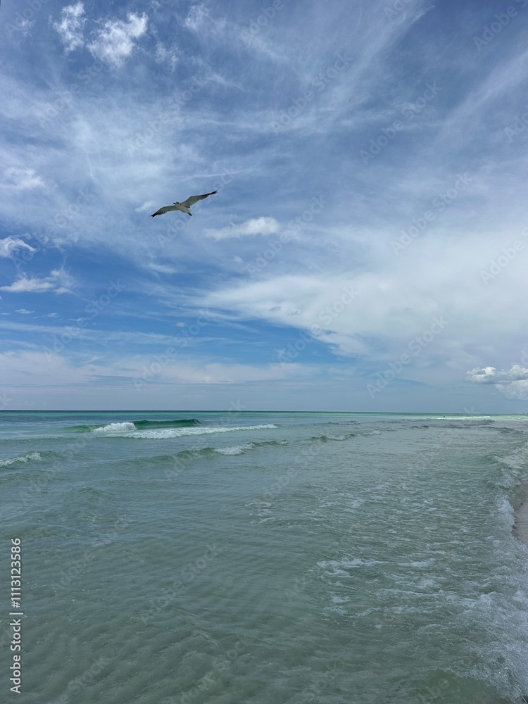Seagull flying over the Gulf of Mexico Emerald Coast Florida Seagull flying over the Gulf of Mexico Emerald Coast Florida