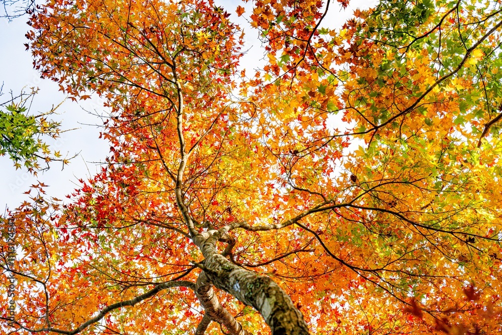 用作公園の紅葉