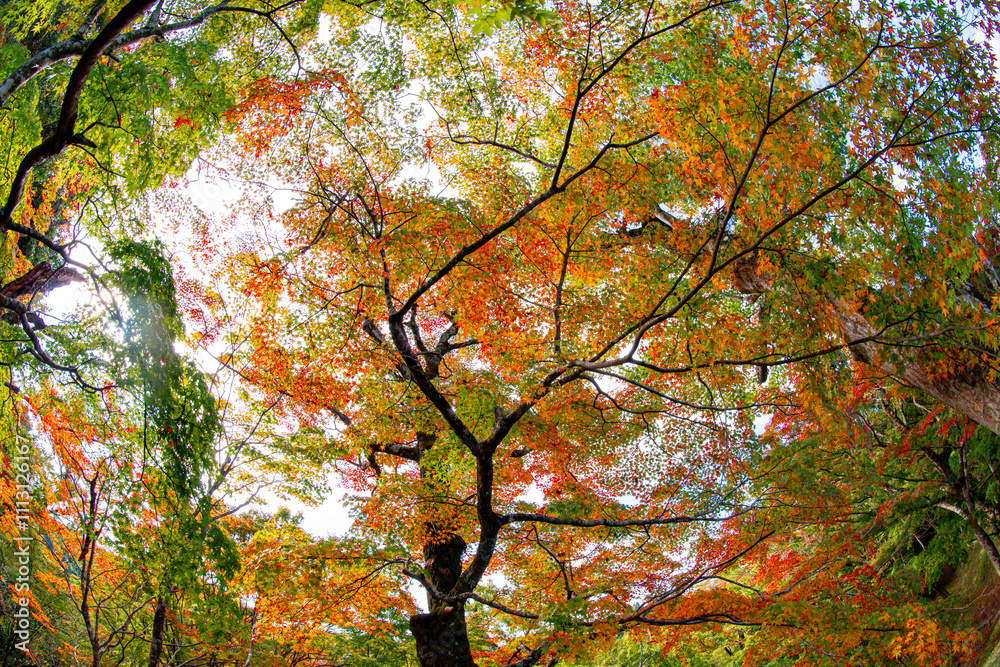 用作公園の紅葉 用作公園の紅葉