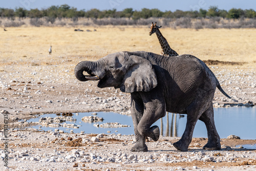 Telephoto shot of one giant African Elephant -Loxodonta Africana- driking from a waterhole in Etosha National Park, Namibia. photo