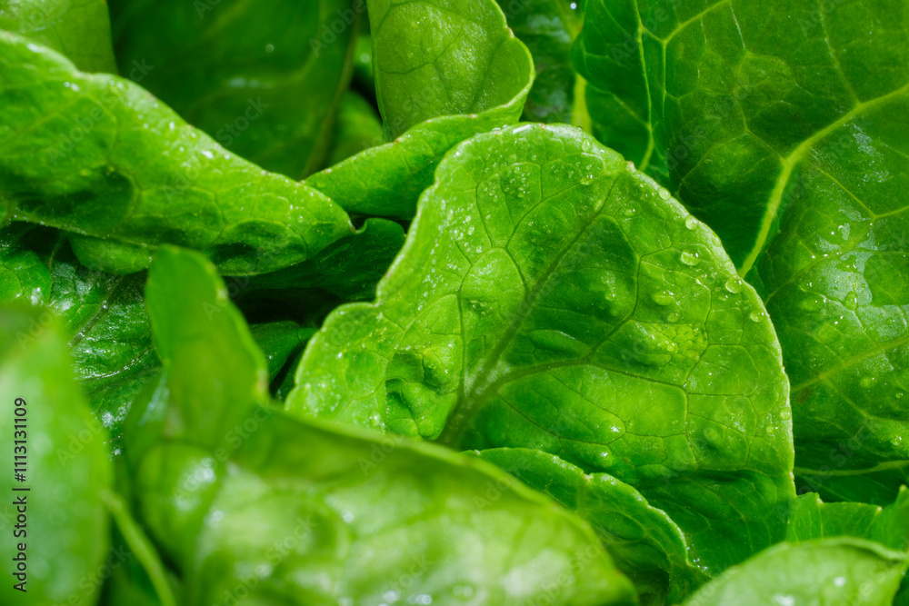 Bright lettuce leaves Bright lettuce leaves