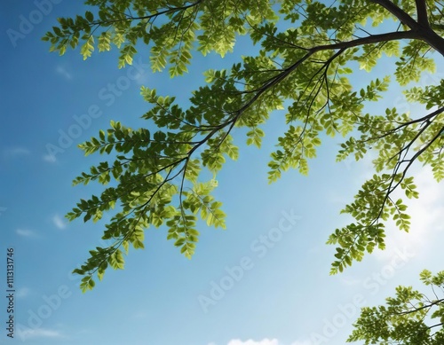 The gentle curves of a leafy tree branch are reflected in the vast expanse of a clear blue sky, natural shapes, botanical details