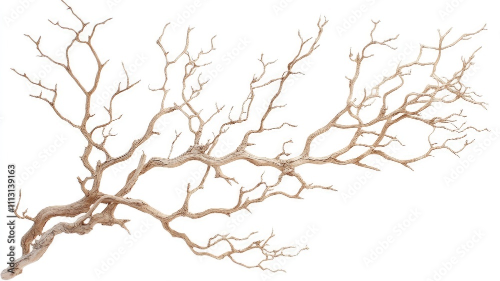 Fototapeta premium A twisted, dried branch with intricate, branching patterns.