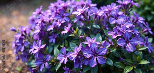 Vibrant purple flowers on a compact, low-maintenance shrub, groundcover, ornamental, lantana