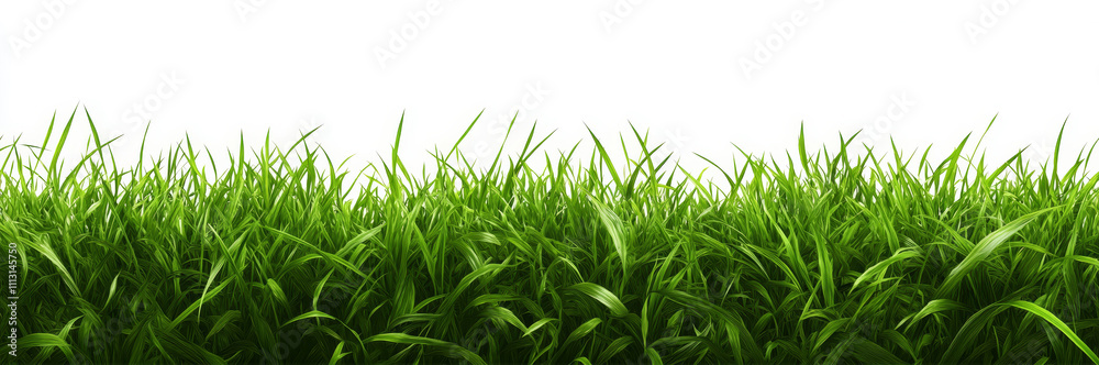 Green field of fresh grass isolated on transparent, natural easter background. Green field of fresh grass isolated on transparent, natural easter background.