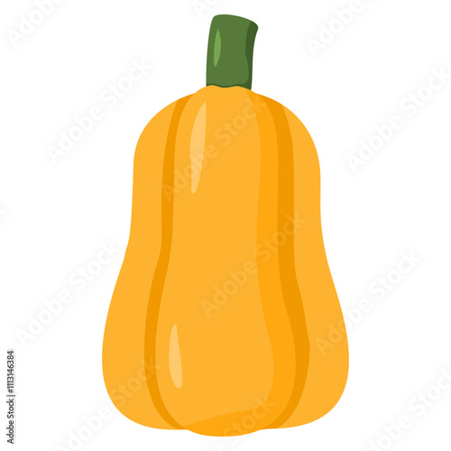 butternut squash illustration