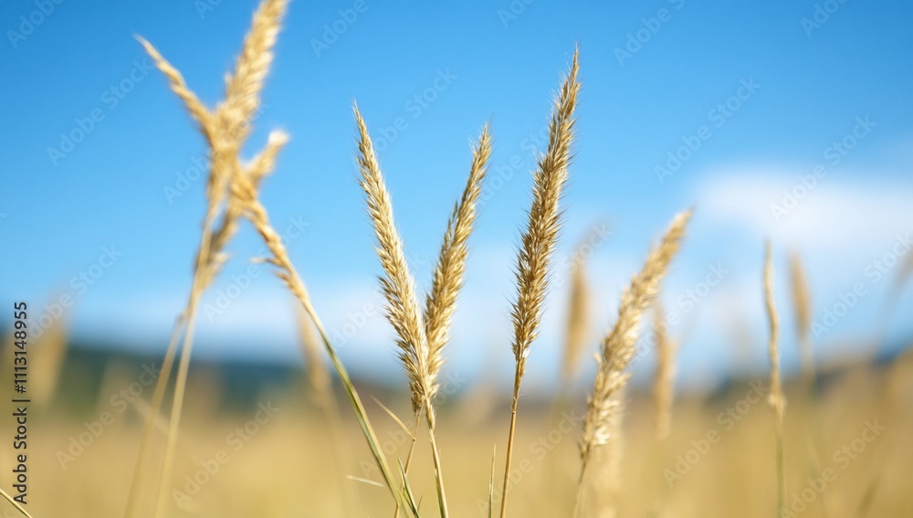 Fototapeta premium Golden wheat swaying in a field under a clear blue sky.