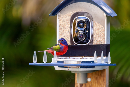 Bright Male painted bunting, Passerina ciris, on a bird camera feeder