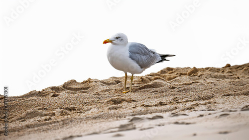 Seagull walking on the shore