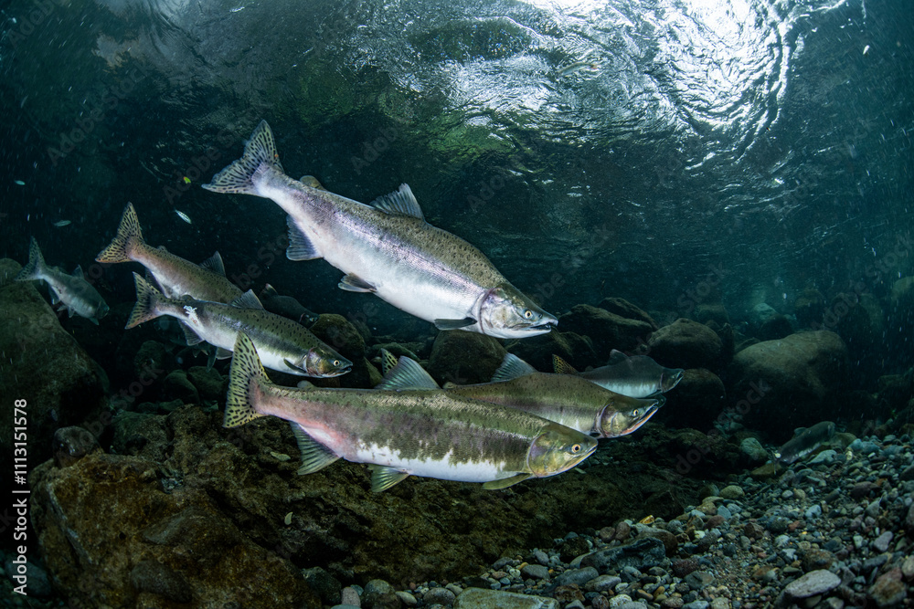 Pink salmon's run Pink salmon's run