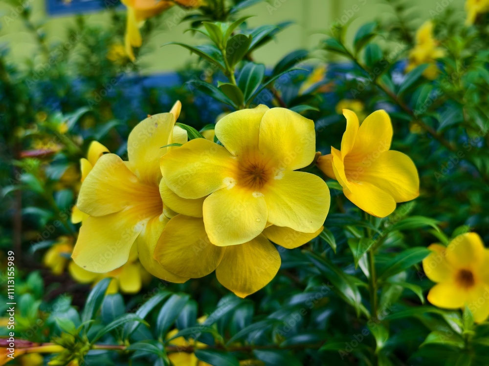 Obraz premium alamanda flower (Allamanda cathartica) in the morning