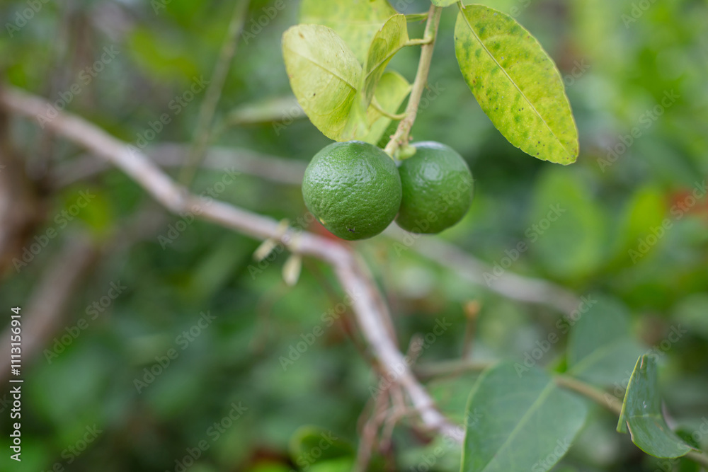Green lime fruits on the trunk are growing. Green lime fruits on the trunk are growing.