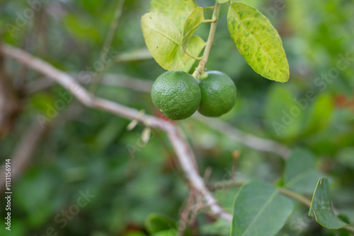 Wallpaper Mural Green lime fruits on the trunk are growing. Torontodigital.ca