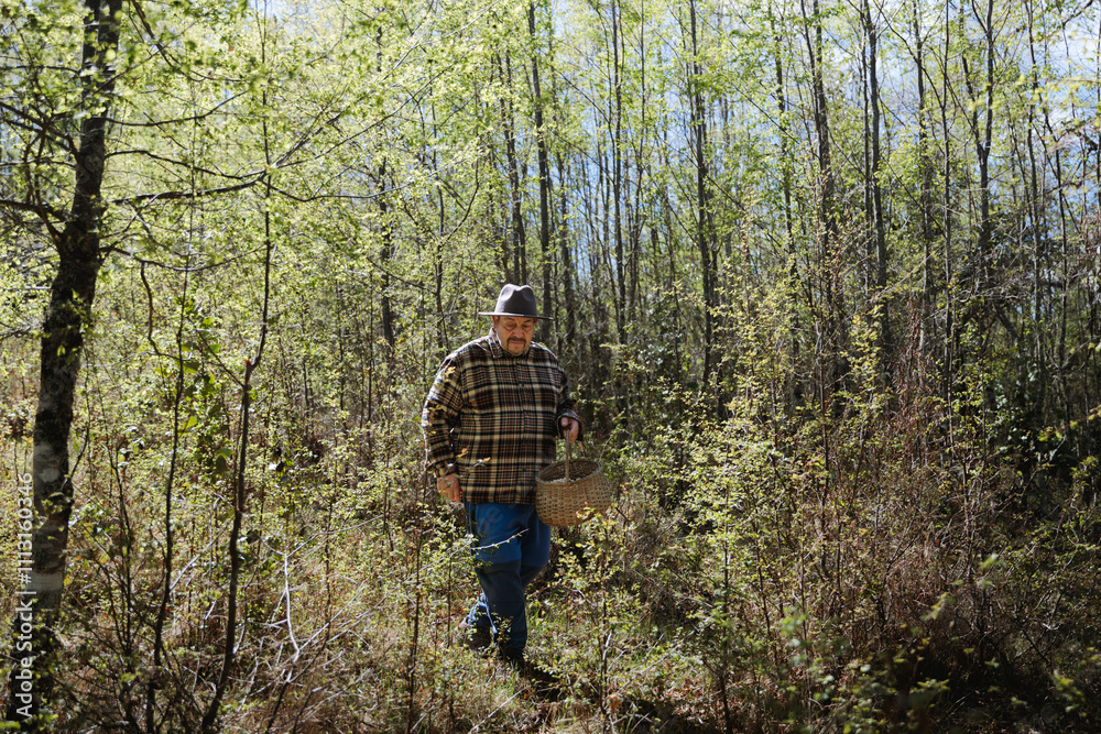 Farmer man collecting mushrooms in the forest