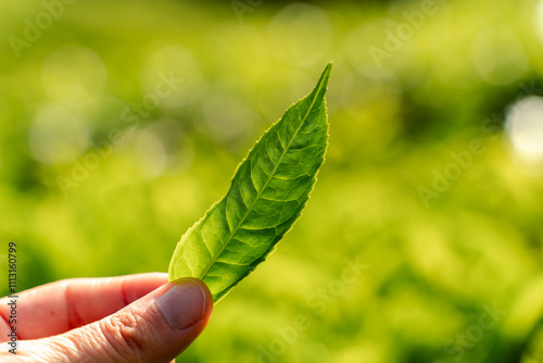 Fresh green tea Leaf in tea plantation