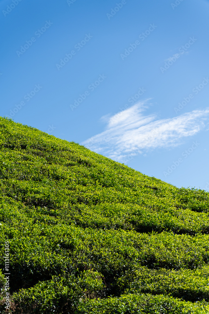 Tea plantation landscape, Malaysia Tea plantation landscape, Malaysia