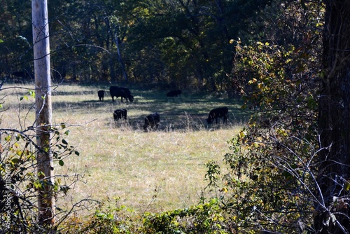 cattle grazing in the pasture photo