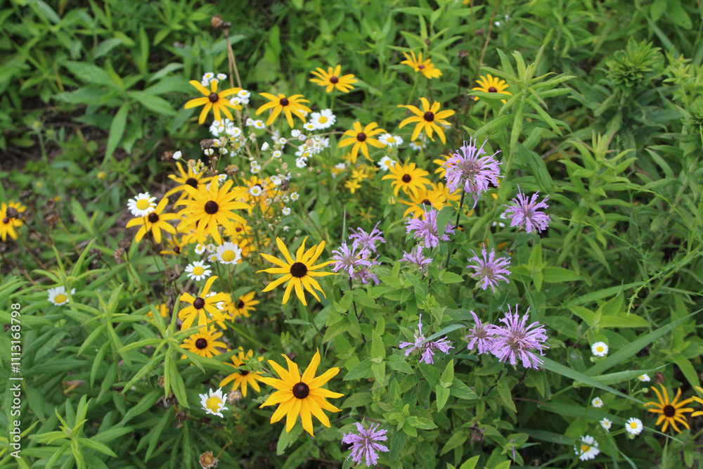 Black-eyed Susans, wild bergamot and other flowers at the restored prairie at Miami Woods in Morton Grove, Illinois Black-eyed Susans, wild bergamot and other flowers at the restored prairie at Miami Woods in Morton Grove, Illinois