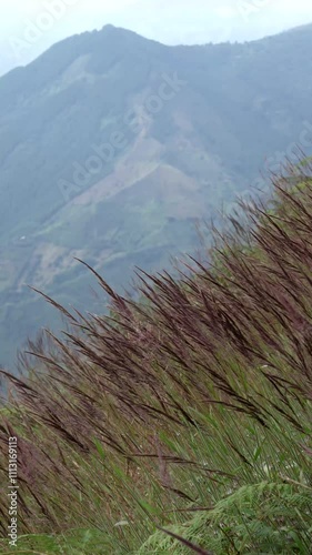 Vertical Dramatic sky and a dancing field of fountain grass, Vertical view of reed flower stirred by the wind on a mountain meadow