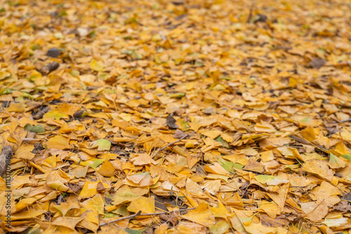 Wallpaper Mural yellow ginkgo leafs on the ground in South Korea Torontodigital.ca