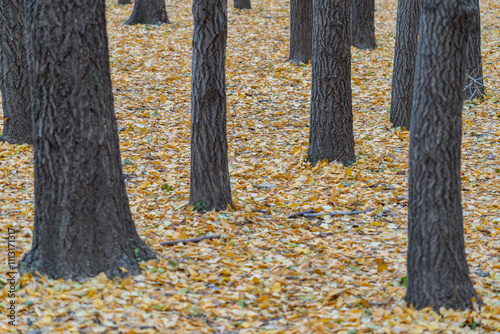 Wallpaper Mural yellow ginkgo leafs on the ground in South Korea Torontodigital.ca