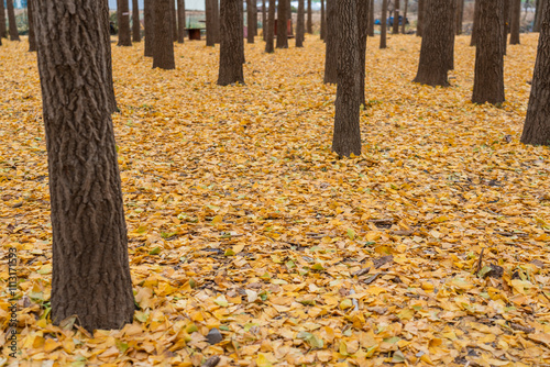 Wallpaper Mural yellow ginkgo leafs on the ground in South Korea Torontodigital.ca